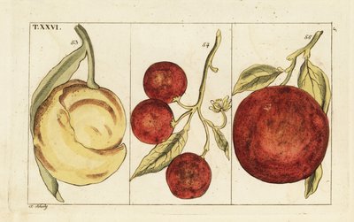 Appelsiinin lajikkeet. tekijältä Unbekannter Künstler