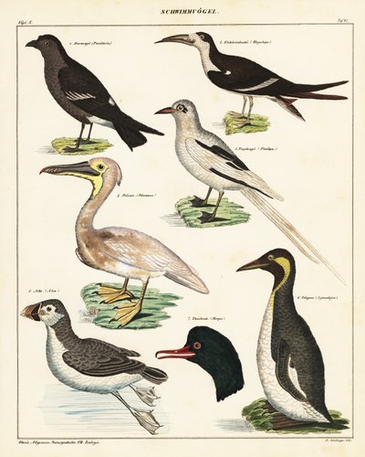 Merilintujen lajikkeet. ,1841 (litografia) tekijältä Unbekannter Künstler