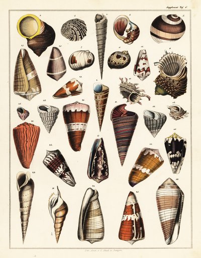 Simpukat, nilviäiset, 1841 (litografia) tekijältä Unbekannter Künstler