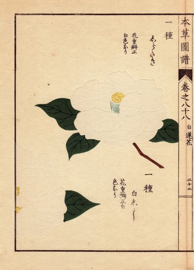 Japanista peräisin oleva kamelialajike (Thea japonica Nois): Shirataki ja Shiroshishi, joilla on valkoiset kukat. Eau forte en couleurs, Kanen Iwasakin (1786-1842) kasvitieteilijän, hyönteistieteilijän ja japanilaisen eläintieteilijän tekemä puupiirros, jo tekijältä Unbekannter Künstler