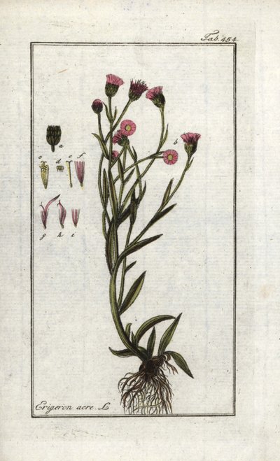 Vergerette acre (Erigeron acris). Litografia Johannes Zornin (1739-1799) Alankomaiden Artseny-Gewassenin kuvasta "Picture of Artseny-Gewassen". tekijältä Unbekannter Künstler