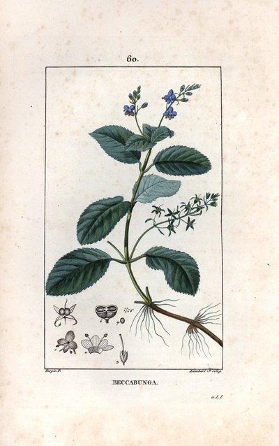 Veronique des ruisseaux ou cress de cheval or salad de chouette - Lambert filsin kaiverrus Pierre Jean Francois Turpinin (1775-1840) piirroksesta, otettu teoksesta La flore medicale, de Chaumeton, Poiret et Chamberet, Pariisi 1830 - Brooklime or European s tekijältä Unbekannter Künstler