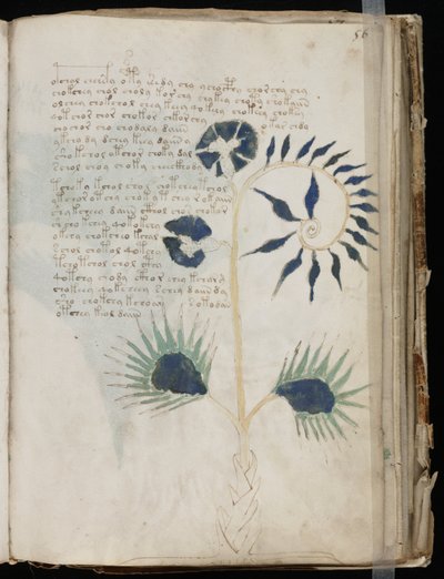 Voynich Käsikirjoitusfolio 56r, n. 1500 (muste pergamentille) tekijältä Unbekannt