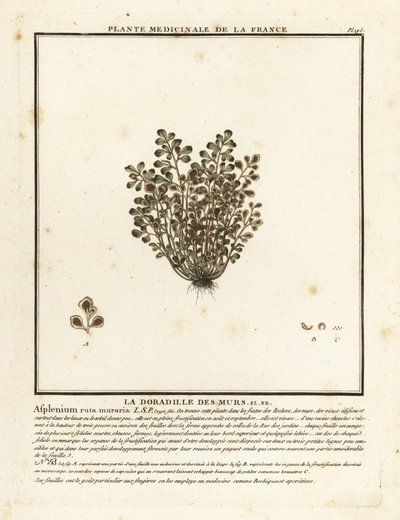 Wall-rue, Asplenium ruta-maria. tekijältä Unbekannter Künstler