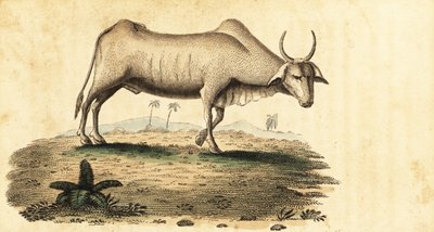 Vesipuhveli, Bubalus bubalus.,1800 (kaiverrus) tekijältä Unbekannter Künstler