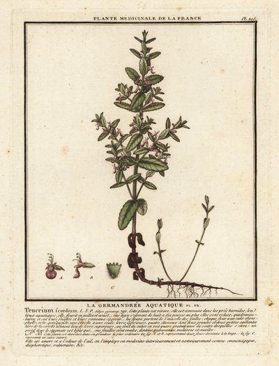 Vesigermander, Teucrium scordium. tekijältä Unbekannter Künstler