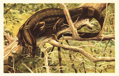 Vesimittarilisko, Varanus salvator. 1908 (litografia) tekijältä Unbekannter Künstler