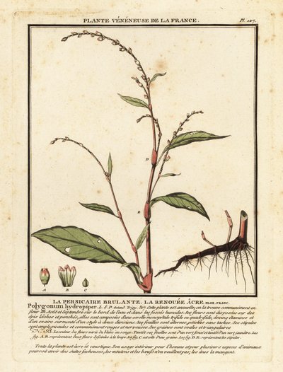 Vesipippuri, Persicaria hydropiper. tekijältä Unbekannter Künstler