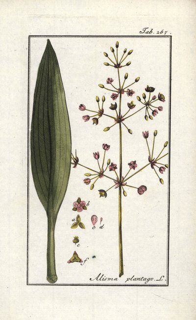 Vesi-artisokka (Alisma plantago-aquatica). Litografia Johannes Zornin (1739-1799) "Afbeelding der Artseny-Gewassen" (lääkekasvien herbaariosta), Alankomaat. tekijältä Unbekannter Künstler