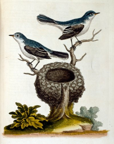 Vesivärikuvitus G Edwardsin harvinaisia lintuja käsittelevästä kirjasta vuodelta 1750. George Edwards (1694-1773) oli brittiläinen luonnontieteilijä ja ornitologi. Hän matkusti laajalti Euroopassa ja tutki luonnonhistoriaa ja erityisesti lintuja. Hän sai j tekijältä Unbekannter Künstler
