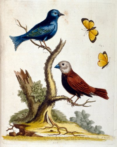 Vesivärikuvitus G Edwardsin harvinaisia lintuja käsittelevästä kirjasta vuodelta 1750. George Edwards (1694-1773) oli brittiläinen luonnontieteilijä ja ornitologi. Hän matkusti laajalti Euroopassa ja tutki luonnonhistoriaa ja erityisesti lintuja. Hän sai j tekijältä Unbekannter Künstler