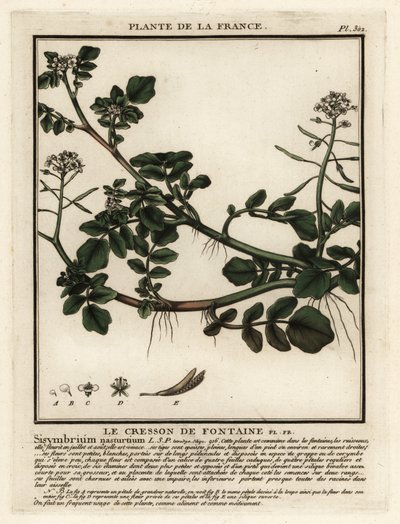 Vesikrassi, Nasturtium officinale. tekijältä Unbekannter Künstler