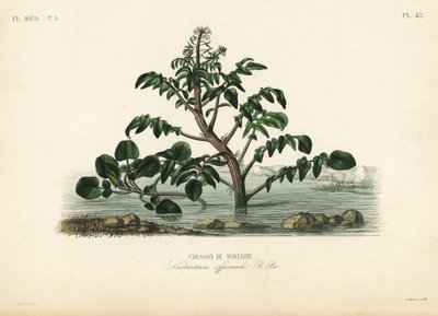 Vesikrassi tai keltakrassi, Nasturtium officinale, Cresson de fontaine tekijältä Unbekannt