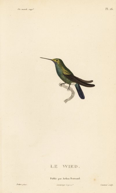 Wedin tai Neuwiedin kolibri, Trochilus cyanogenys tai Ornismya wiedii. Coutantin käsinväritetty teräskaiverrus Jean-Gabriel Pretren kuvituksen mukaan, joka on peräisin Rene Primevere Lessonin teoksesta Natural History of the Colibri Genus of Hummingbirds. tekijältä Unbekannter Künstler