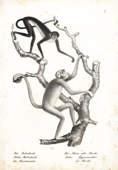Valkovyötäröinen hämähäkkiapina, Ateles belzebuth (uhanalainen), ja pohjoinen muriqui, Brachyteles hypoxanthus (Ateles hypoxanthus), erittäin uhanalainen. Karl Joseph Brodtmannin litografia Heinrich Rudolf Schinzin teoksesta Illustrated Natural History of  tekijältä Unbekannter Künstler