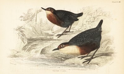 Valkokurkku tai vesiouzel, Cinclus cinclus.1889 (kaiverrus) tekijältä Unbekannter Künstler