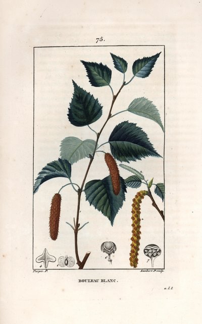 Valkoinen koivu tai syyläkoivu - Lambert filsin kaiverrus Pierre Jean Francois Turpinin (1775-1840) piirroksen mukaan, teoksesta La flore medicale, de Chaumeton, Poiret et Chamberet, Pariisi 1830 - Hopeakoivu, Betula pendula, lehtiä, kissanpentuja ja sieme tekijältä Unbekannter Künstler