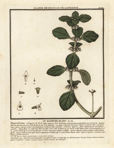 Valkoinen horhound, Marrubium vulgare. tekijältä Unbekannter Künstler