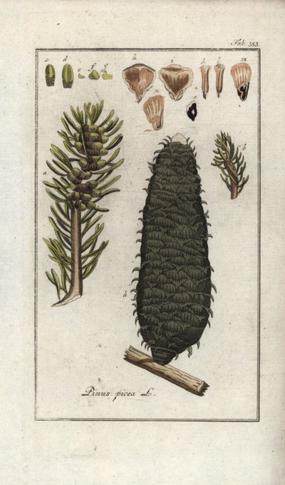 Valkoinen tai pektiini- tai vosgesinkuusi (Abies alba). Litografia Johannes Zornin (1739-1799) teoksesta "Afbeelding der Artseny-Gewassen", Alankomaat. tekijältä Unbekannter Künstler