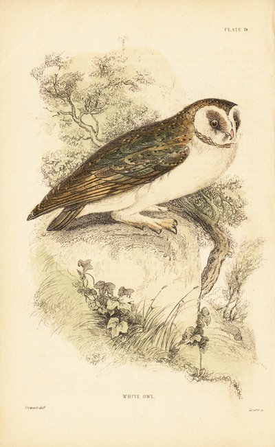 Valkoinen pöllö tai pöllö, Tyto alba, kyydissä kalliolla. 1889 (kaiverrus) tekijältä Unbekannter Künstler