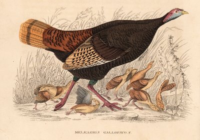 Villi kalkkuna, Meleagris gallopavo, kana ja poikaset. Käsin väritetty litografia Georg Friedrich Treitschken luonnonhistoriallisesta galleriasta, Naturhistorischer Bildersaal des Thierreiches, Liepzig. tekijältä Unbekannter Künstler
