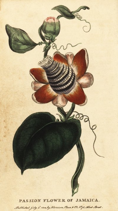 Siipivartinen passionkukka, Passiflora elata.,1800 (kaiverrus) tekijältä Unbekannter Künstler