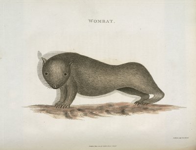 Wombat, Australia, n. 1798 tekijältä Unbekannt