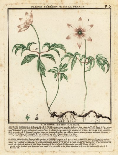 Puuvuokko, Anemone nemorosa. tekijältä Unbekannter Künstler
