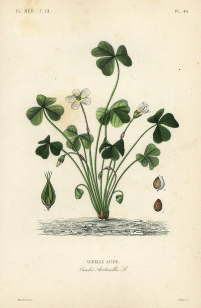 Puuhapoka, Oxalis acetosella, Surelle-happo tekijältä Unbekannt