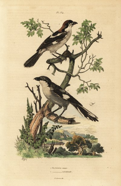Metsäkärki, Lanius senaattori, ja eteläinen harmaakärki, Lanius tekijältä Unbekannt