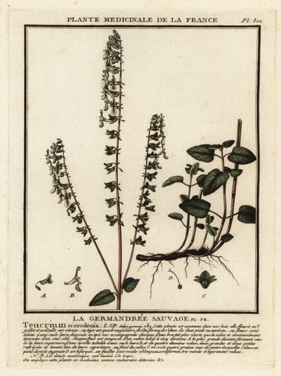 Woodland germander, Teucrium Scorodonia. tekijältä Unbekannter Künstler