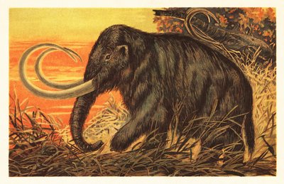 Villamammutti, Mammuthus primigenius.1908 (litografia) tekijältä Unbekannter Künstler