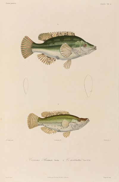 Wrasses, Mustameri tekijältä Unbekannter Künstler
