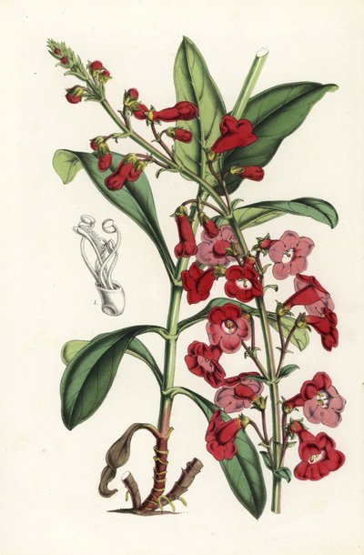 Wrightin partakieli, Penstemon wrightii (Pentstemon wrightii). Käsin väritetty litografia Louis van Houtten ja Charles Lemairen teoksesta Flowers of the Gardens and Hothouses of Europe, Flore des Serres et des Jardins de l