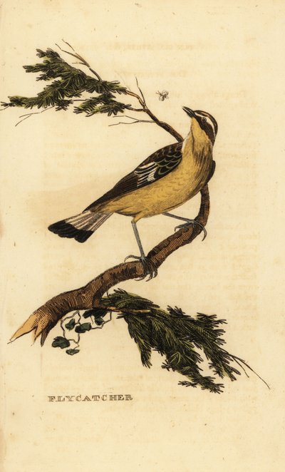 Keltainen kärpässieppo, Ficedula zanthopygia. 1815 (kaiverrus) tekijältä Unbekannter Künstler
