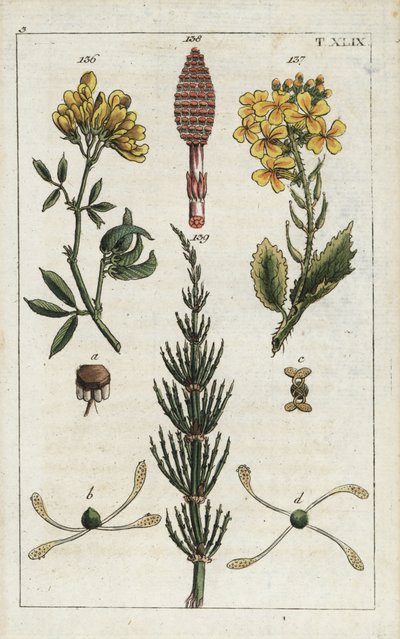 Keltainen sinimailanen (Medicago falcata) 136, retiisi (Raphanus raphnistrum) 137 ja peltoheinä (Equisetum arvense) 138/139. Käsinväritetty kuparikaiverrus kasvitieteellisestä kuvituksesta G. T. Wilhelmin teoksesta "Unte". tekijältä Unbekannter Künstler