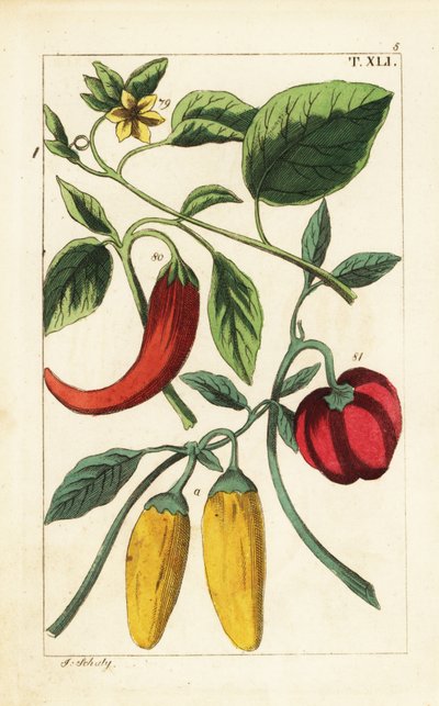 Keltainen ja punainen paprika, Capsicum annuum. tekijältä Unbekannter Künstler