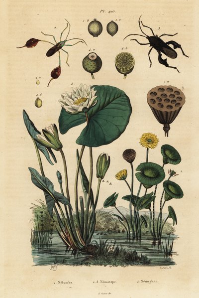 Keltainen lootus, Nelumbo lutea 1, lehtijalkaiset hyönteiset, Anisoscelis foliaceus 2 ja Anoplocnemis curvipes 3 ja valkoinen lumpeen, Nymphaea alba 4 tekijältä Unbekannt