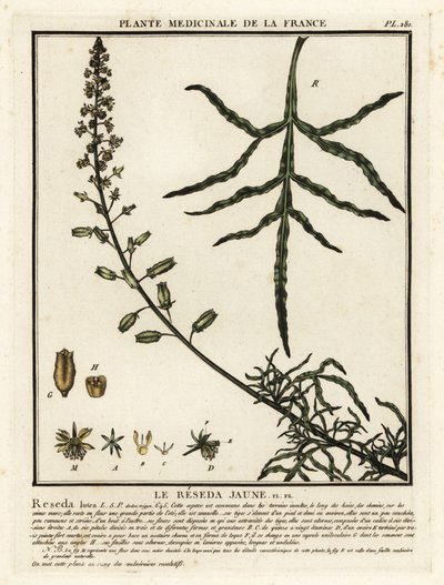 Keltainen mignonette, Reseda lutea. tekijältä Unbekannter Künstler