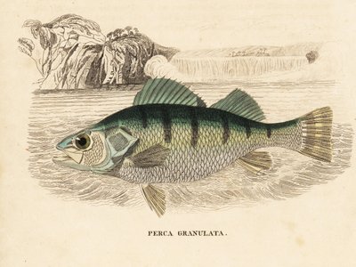 Keltainen ahven, Perca flavescens (rakeinen ahven, Perca granulata). Käsinväritetty teräskaiverrus Georg Friedrich Treitschken luonnonhistoriallisesta galleriasta, Naturhistorischer Bildersaal des Thierreiches, Liepzig-1842. tekijältä Unbekannter Künstler