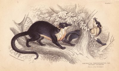 Keltakurkkumarri, Martes flavigula (Galidictis chrysogastes). Lizarsin käsin tekemä teräskaiverrus Charles Hamilton Smithin kuvituksen mukaan R. G. Watkinin luonnoksesta William Jardinen Naturalist