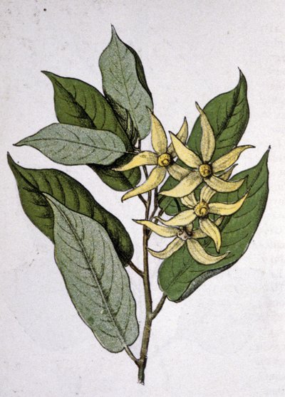 Ylang Ylang, 1900-luvun alku (kaiverrus). tekijältä Unbekannter Künstler