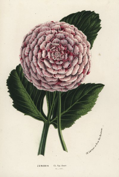 Zenobia dahlia -hybridi, Dahlia coccinea. Käsin väritetty litografia Louis van Houtten ja Charles Lemairen teoksesta Flowers of the Gardens and Hothouses of Europe, Flore des Serres et des Jardins de l