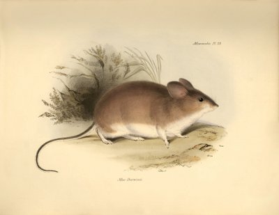 Eläintiede: Darwinin "Mud Darwinii" eli hiiri, jonka Charles Darwin kuvasi tutkimusmatkallaan Beaglella. Kilpi teoksesta "The Zoology of the voyage of the H.M.S. Beagle under the command of Captain Fitzroy during the years 1832 to 1836 edited and sup tekijältä Unbekannter Künstler