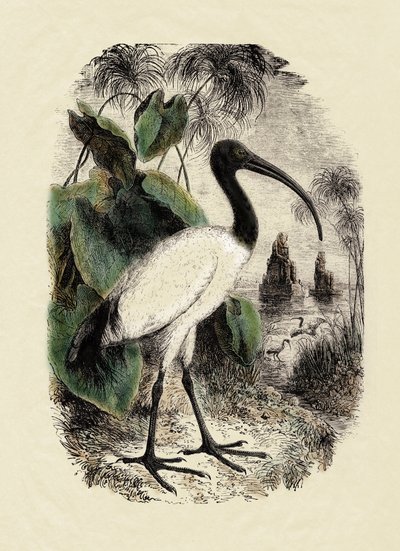 Eläintiede: Ibis (Threskiornis aethiopicus), kaiverrus 1800-luvulta. tekijältä Unbekannter Künstler