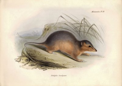 Eläintiede: Didelphis brachiura: Opossumiperheeseen kuuluva "Didelphis brachiura", jonka Charles Darwin kuvasi tutkimusmatkallaan Beaglella. Kilpi teoksesta "The Zoology of the voyage of the H.M.S. Beagle under the command of Captain Fitzroy during the yea tekijältä Unbekannter Künstler