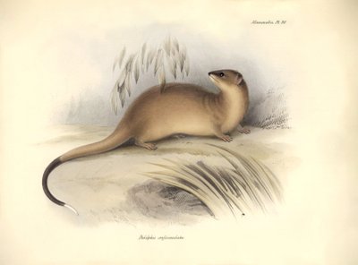 Eläintiede: Didelphis crassicaudata", joka kuuluu opossumien heimoon ja jonka Charles Darwin kuvasi tutkimusmatkallaan Beaglella. Kilpi teoksesta "The Zoology of the voyage of the H.M.S. Beagle under the command of Captain Fitzroy during the years 1832 to tekijältä Unbekannter Künstler