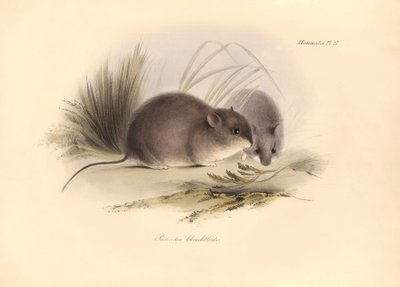 Eläintiede: Reithrodon Chinchilloides eli Patagonian Chinchilla, jonka Charles Darwin kuvasi Beaglen tutkimusmatkansa aikana. Lautanen teoksesta "The Zoology of the voyage of the H.M.S. Beagle under the command of Captain Fitzroy during the years 1 tekijältä Unbekannter Künstler