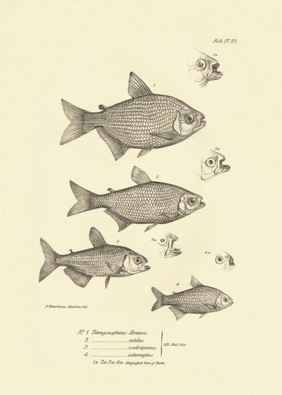 Eläintiede: Charles Darwinin Beagle-matkansa aikana kuvaama kala "Tetragonopterus Abramis, rutilus, scabripinnis, interruptus". Kilpi teoksesta "The zoology of the voyage of H.M.S. Beagle under the command of Captaain Fitzroy dur". tekijältä Unbekannter Künstler