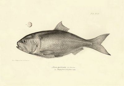 Eläintiede: Charles Darwinin Beagle-matkansa aikana kuvaaman kalan "Alosa pectinata" kuva. Lautanen teoksesta "The zoology of the voyage of H.M.S. Beagle under the command of Captaain Fitzroy during the years 1832-1836". tekijältä Unbekannter Künstler